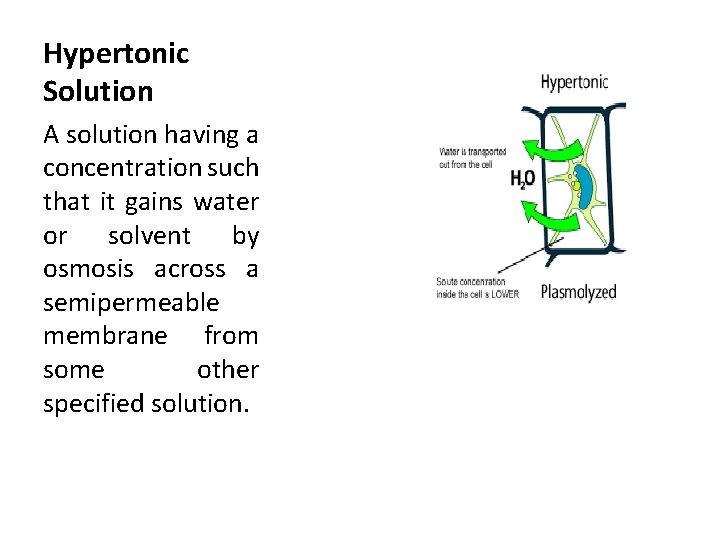Hypertonic Solution A solution having a concentration such that it gains water or solvent