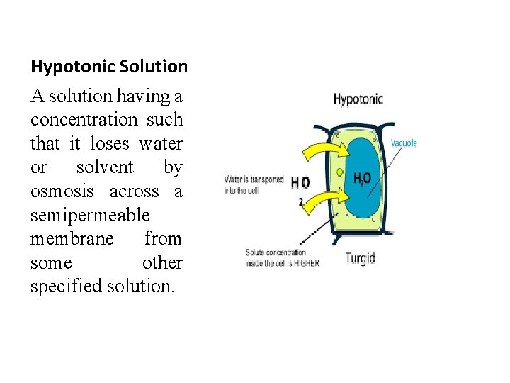 Hypotonic Solution A solution having a concentration such that it loses water or solvent