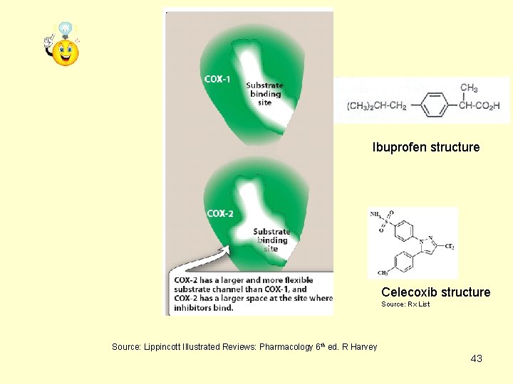 Ibuprofen structure Celecoxib structure Source: Rx List Source: Lippincott Illustrated Reviews: Pharmacology 6 th