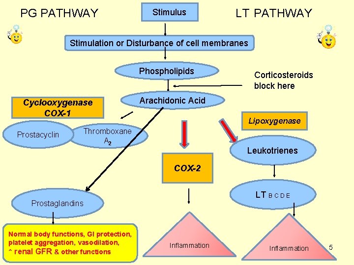 PG PATHWAY Stimulus LT PATHWAY Stimulation or Disturbance of cell membranes Phospholipids Cyclooxygenase COX-1