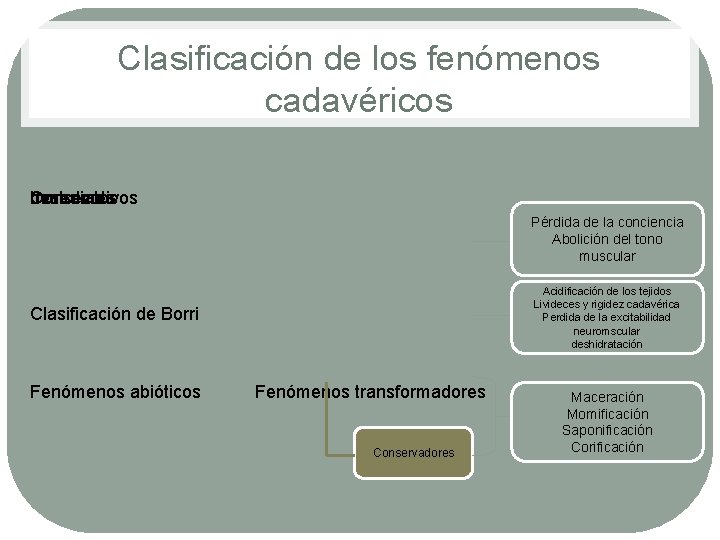 Clasificación de los fenómenos cadavéricos Consecutivos Inmediatos destruores Pérdida de la conciencia Abolición del Clasificación de los fenómenos cadavéricos Consecutivos Inmediatos destruores Pérdida de la conciencia Abolición del