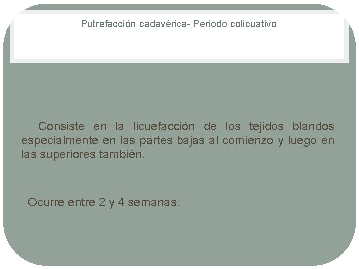 Putrefacción cadavérica Periodo colicuativo Consiste en la licuefacción de los tejidos blandos especialmente en Putrefacción cadavérica Periodo colicuativo Consiste en la licuefacción de los tejidos blandos especialmente en