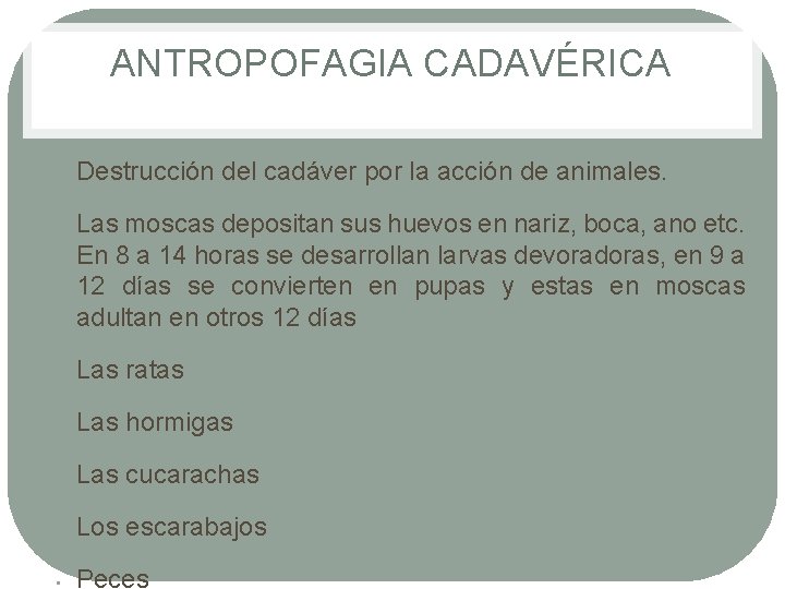 ANTROPOFAGIA CADAVÉRICA • • Destrucción del cadáver por la acción de animales. Las moscas ANTROPOFAGIA CADAVÉRICA • • Destrucción del cadáver por la acción de animales. Las moscas