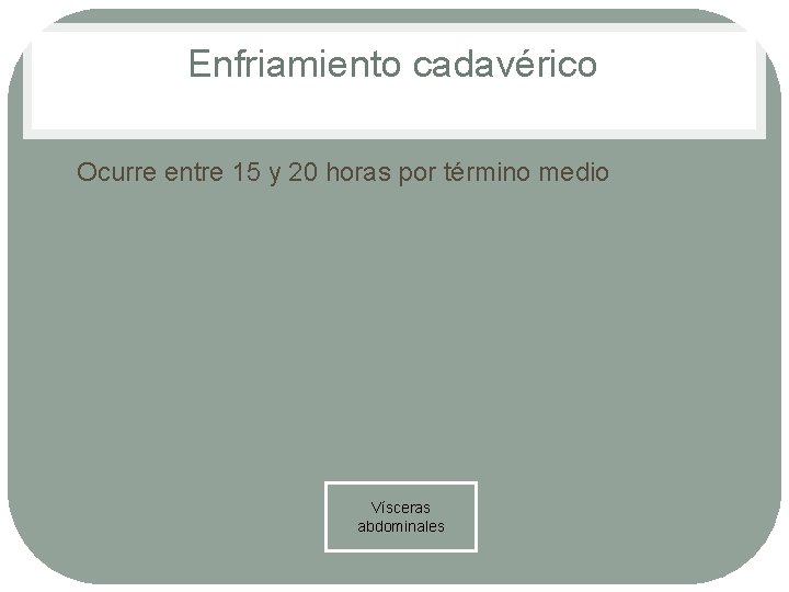 Enfriamiento cadavérico • Ocurre entre 15 y 20 horas por término medio Vísceras abdominales Enfriamiento cadavérico • Ocurre entre 15 y 20 horas por término medio Vísceras abdominales
