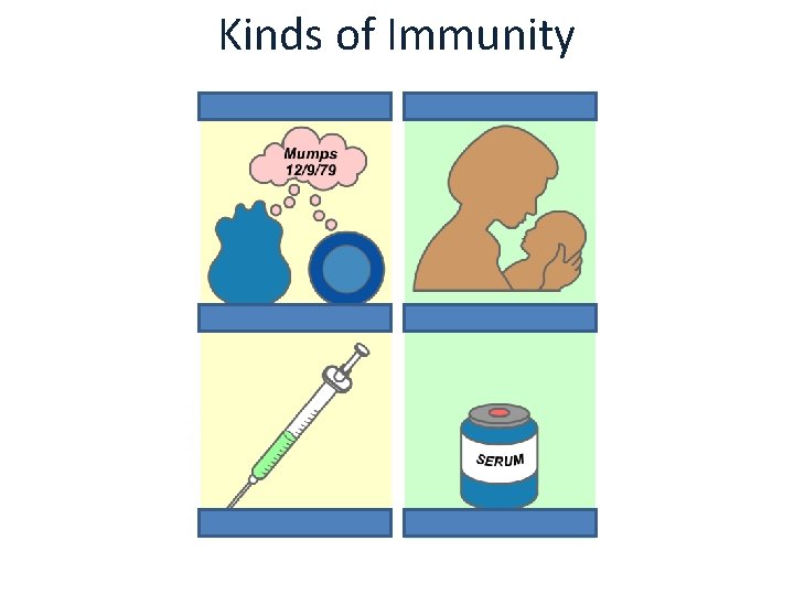 Kinds of Immunity Active immunity Passive immunity Naturally acquired Artificially acquired 