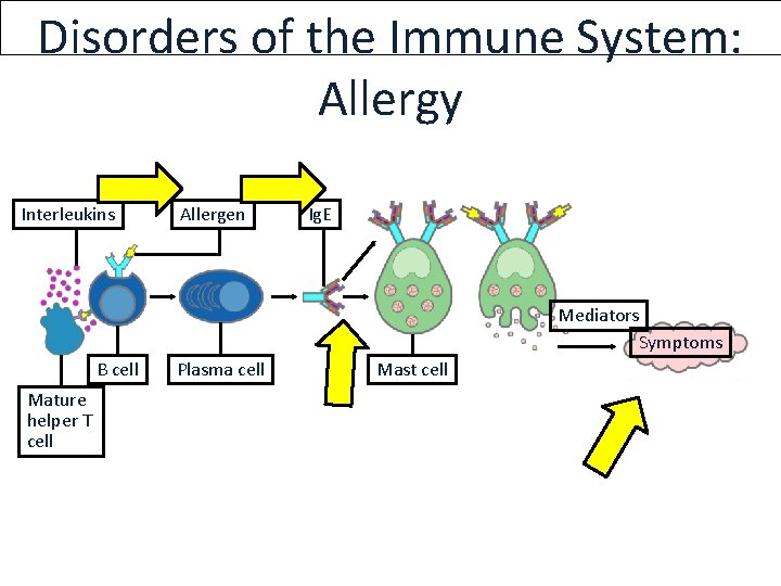 Disorders of the Immune System: Allergy Interleukins Allergen Ig. E Mediators Symptoms B cell