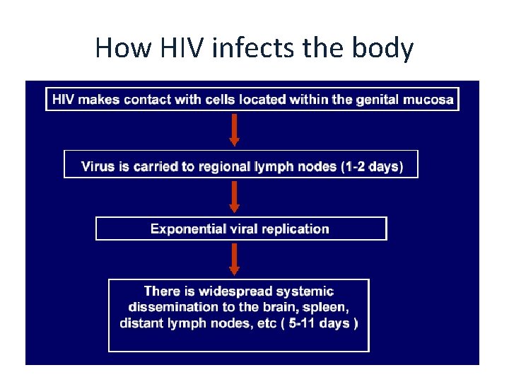 How HIV infects the body 