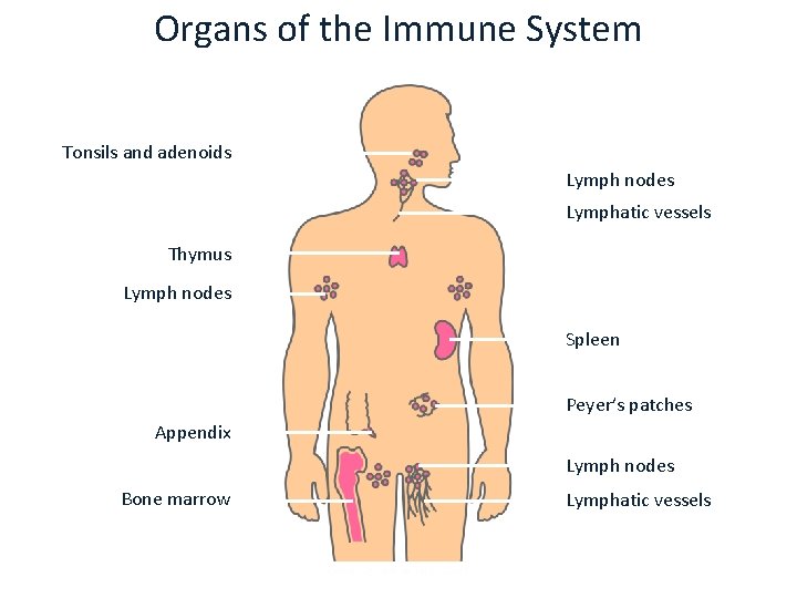 Organs of the Immune System Tonsils and adenoids Lymph nodes Lymphatic vessels Thymus Lymph