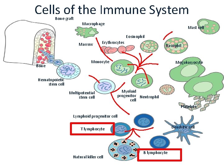 Cells of the Immune System Bone graft Macrophage Mast cell Eosinophil Marrow Bone Erythrocytes