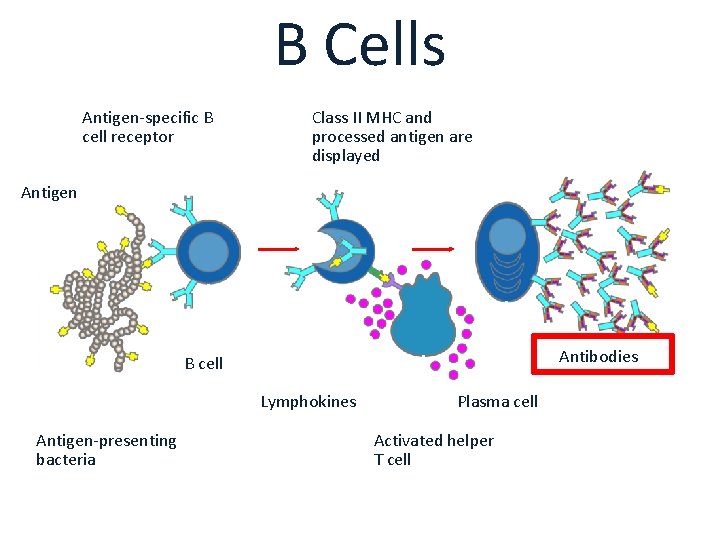 B Cells Antigen-specific B cell receptor Class II MHC and processed antigen are displayed