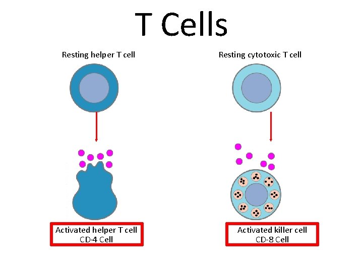 T Cells Resting helper T cell Activated helper T cell CD-4 Cell Resting cytotoxic