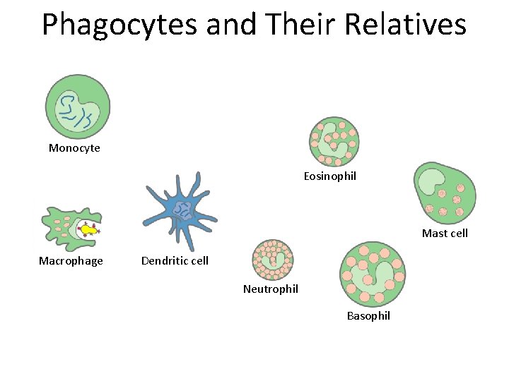 Phagocytes and Their Relatives Monocyte Eosinophil Mast cell Macrophage Dendritic cell Neutrophil Basophil 