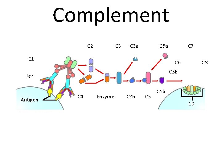 Complement C 2 C 3 a C 5 a C 1 C 6 C