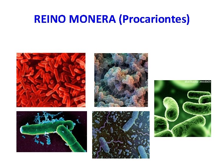 REINO MONERA (Procariontes) 