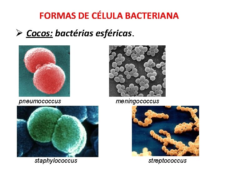 FORMAS DE CÉLULA BACTERIANA Ø Cocos: bactérias esféricas. pneumococcus staphylococcus meningococcus streptococcus 