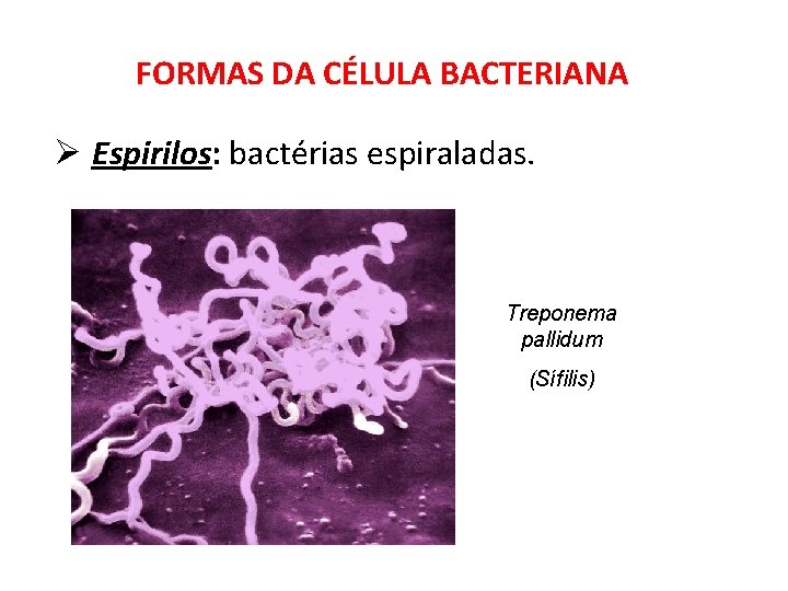 FORMAS DA CÉLULA BACTERIANA Ø Espirilos: bactérias espiraladas. Treponema pallidum (Sífilis) 