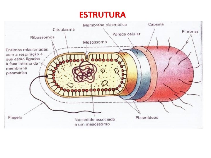 ESTRUTURA 