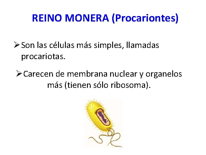 REINO MONERA (Procariontes) Ø Son las células más simples, llamadas procariotas. ØCarecen de membrana