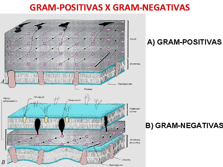 GRAM-POSITIVAS X GRAM-NEGATIVAS A) GRAM-POSITIVAS B) GRAM-NEGATIVAS 