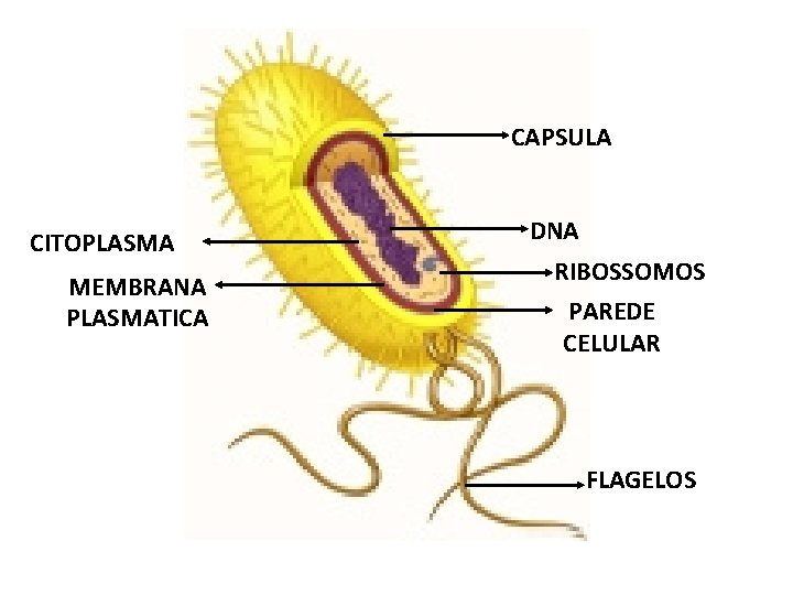 CAPSULA CITOPLASMA MEMBRANA PLASMATICA DNA RIBOSSOMOS PAREDE CELULAR FLAGELOS 