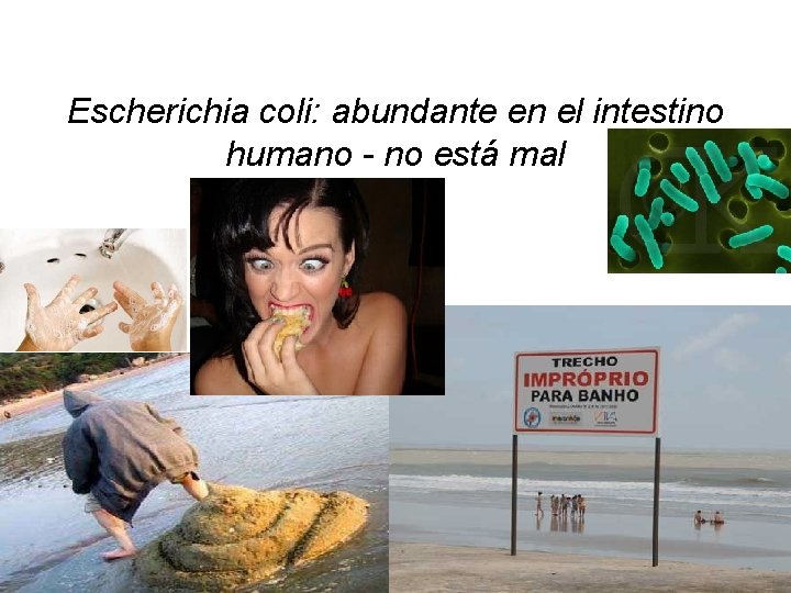 Escherichia coli: abundante en el intestino humano - no está mal 