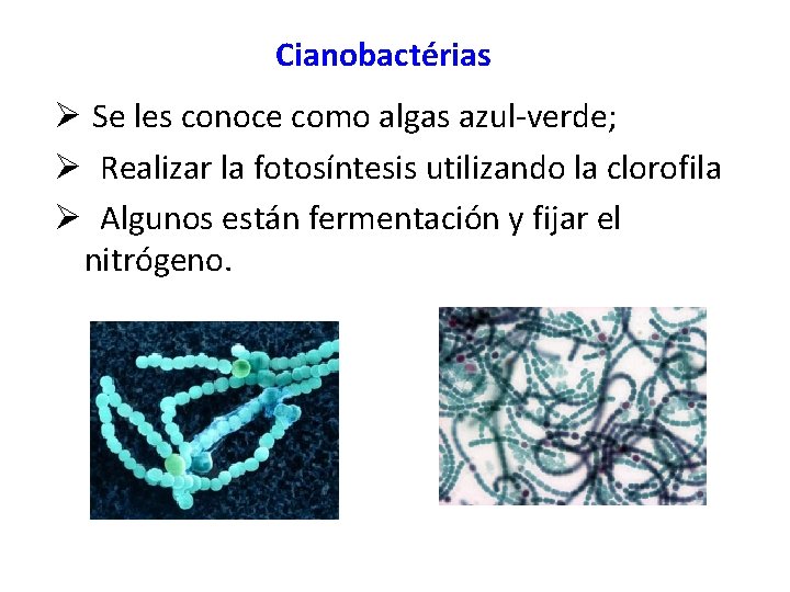 Cianobactérias Ø Se les conoce como algas azul-verde; Ø Realizar la fotosíntesis utilizando la