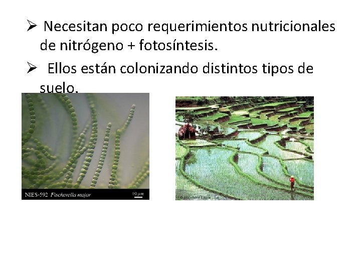 Ø Necesitan poco requerimientos nutricionales de nitrógeno + fotosíntesis. Ø Ellos están colonizando distintos