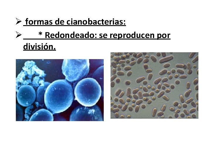 Ø formas de cianobacterias: Ø * Redondeado: se reproducen por división. 