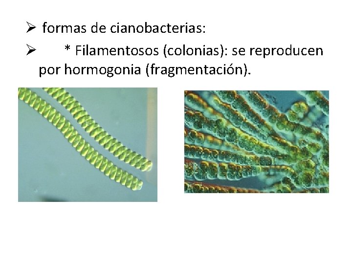 Ø formas de cianobacterias: Ø * Filamentosos (colonias): se reproducen por hormogonia (fragmentación). 