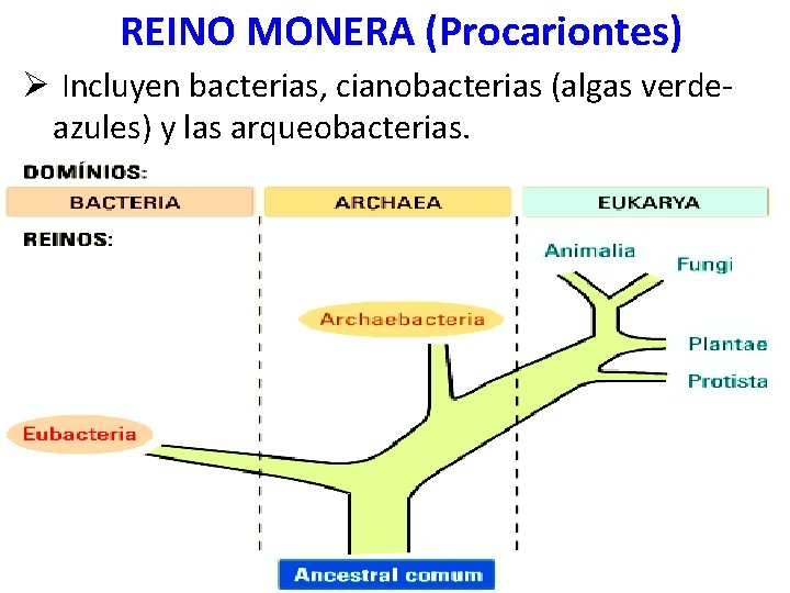 REINO MONERA (Procariontes) Ø Incluyen bacterias, cianobacterias (algas verdeazules) y las arqueobacterias. 