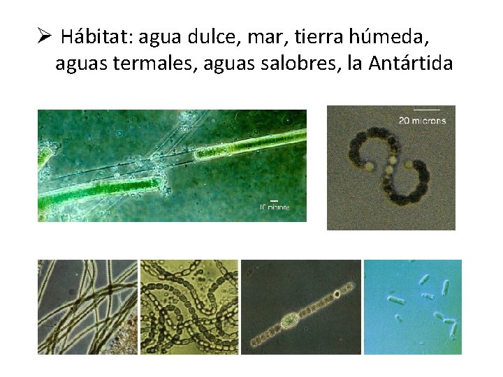 Ø Hábitat: agua dulce, mar, tierra húmeda, aguas termales, aguas salobres, la Antártida 