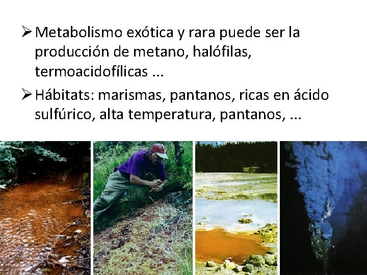 Ø Metabolismo exótica y rara puede ser la producción de metano, halófilas, termoacidofílicas. .