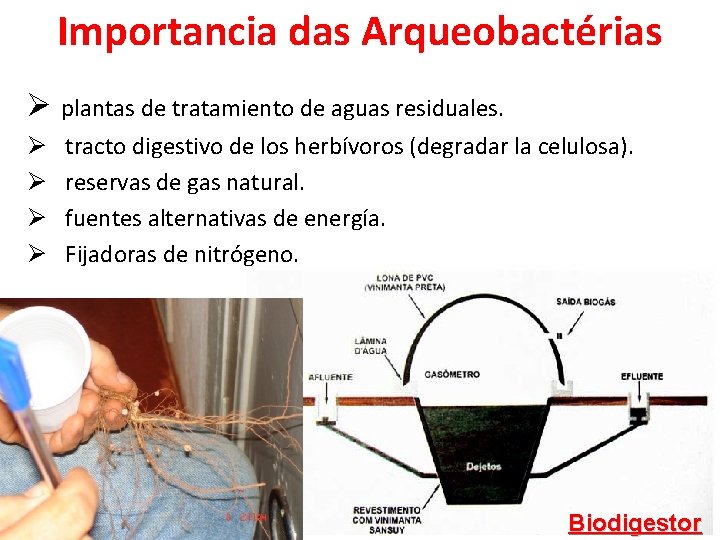 Importancia das Arqueobactérias Ø plantas de tratamiento de aguas residuales. Ø Ø tracto digestivo