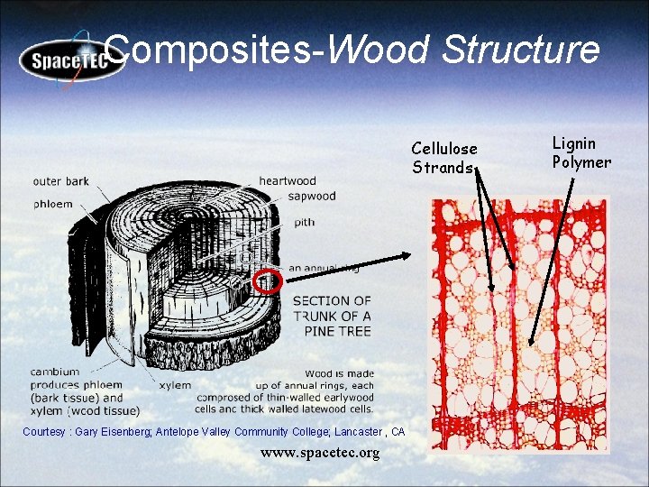 Composites-Wood Structure Cellulose Strands Courtesy : Gary Eisenberg; Antelope Valley Community College; Lancaster ,