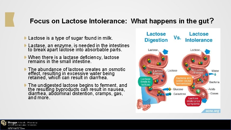 Focus on Lactose Intolerance: What happens in the gut? ➧ Lactose is a type