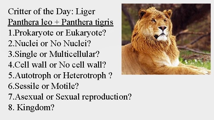 Critter of the Day: Liger Panthera leo + Panthera tigris 1. Prokaryote or Eukaryote?