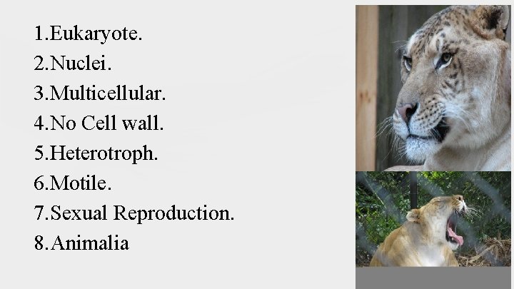 1. Eukaryote. 2. Nuclei. 3. Multicellular. 4. No Cell wall. 5. Heterotroph. 6. Motile.