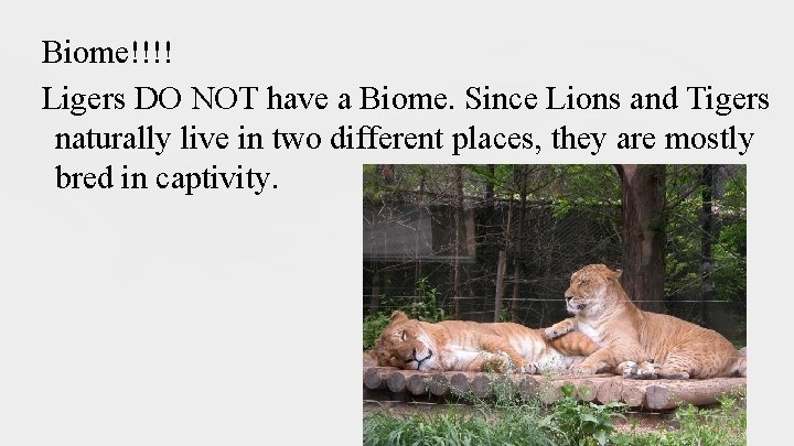 Biome!!!! Ligers DO NOT have a Biome. Since Lions and Tigers naturally live in