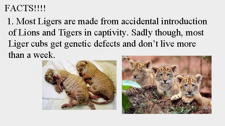 FACTS!!!! 1. Most Ligers are made from accidental introduction of Lions and Tigers in