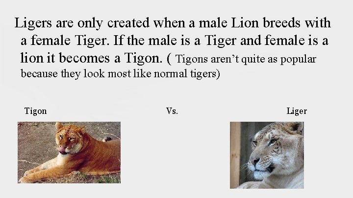 Ligers are only created when a male Lion breeds with a female Tiger. If