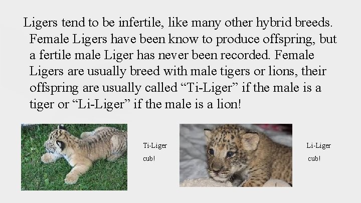 Ligers tend to be infertile, like many other hybrid breeds. Female Ligers have been