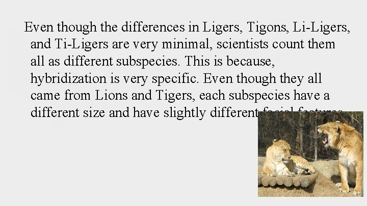 Even though the differences in Ligers, Tigons, Li-Ligers, and Ti-Ligers are very minimal, scientists