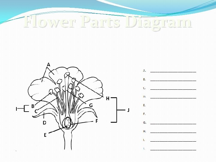 Flower Parts Diagram Flower Parts Diagram