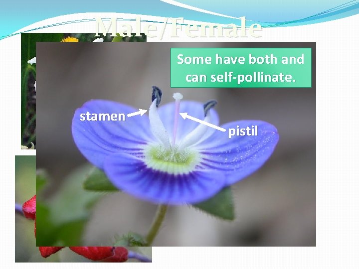 Male/Female Some have both and can plants self-pollinate. Some stamen produce only male flowers. Male/Female Some have both and can plants self-pollinate. Some stamen produce only male flowers.