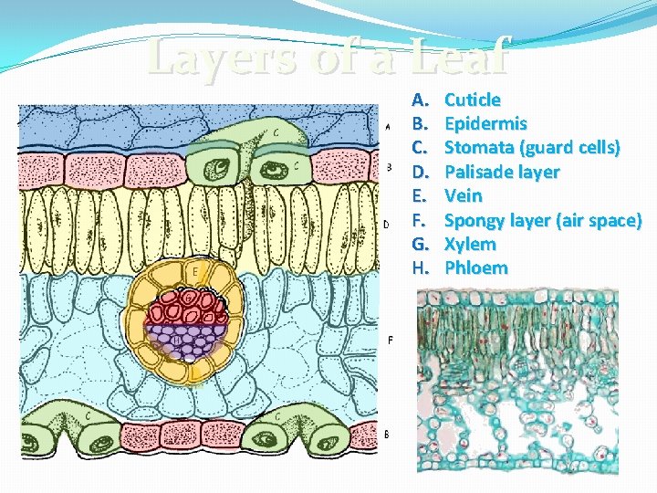 Layers of a Leaf A. B. C. D. E. F. G. H. Cuticle Epidermis