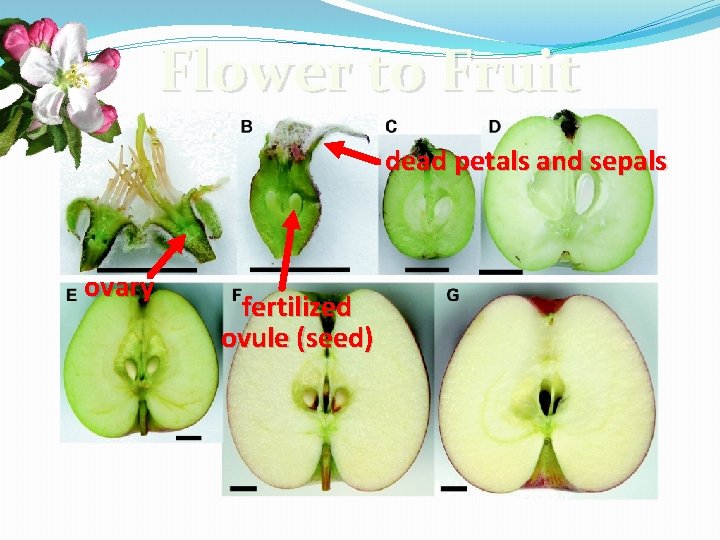 Flower to Fruit dead petals and sepals ovary fertilized ovule (seed) 