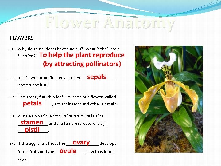 Flower Anatomy FLOWERS 30. Why do some plants have flowers? What is their main