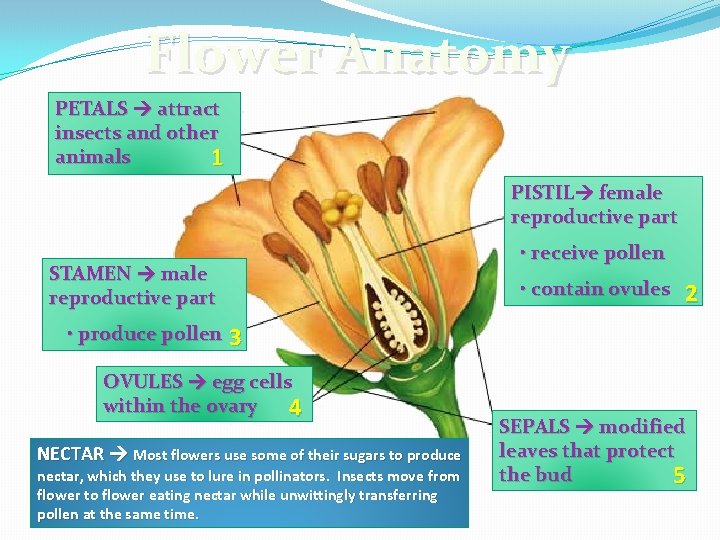 Flower Anatomy PETALS attract insects and other animals 1 PISTIL female reproductive part STAMEN Flower Anatomy PETALS attract insects and other animals 1 PISTIL female reproductive part STAMEN