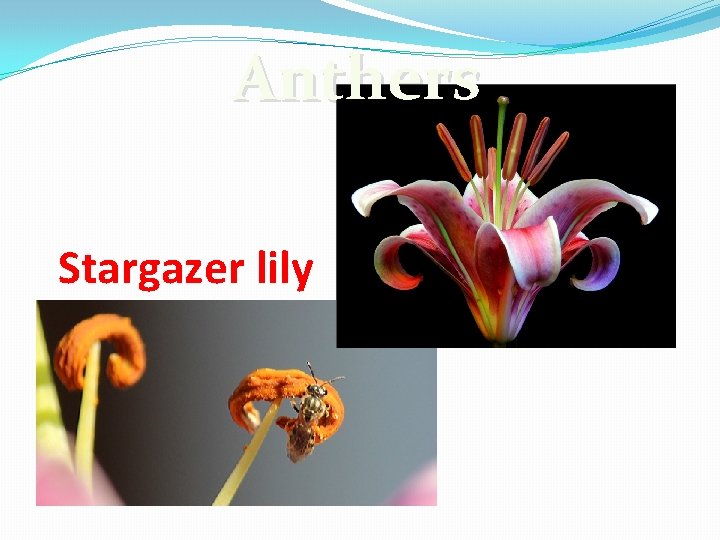 Anthers Stargazer lily 