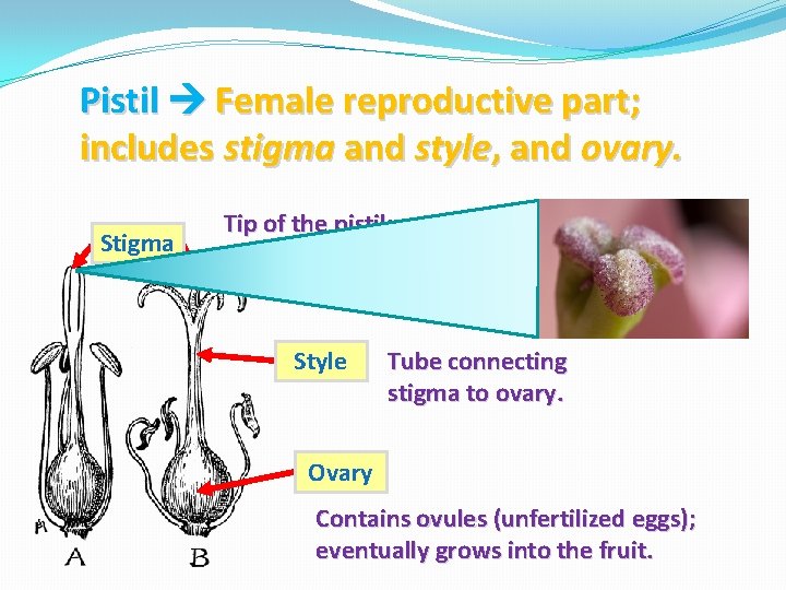Pistil Female reproductive part; includes stigma and style, and ovary. Stigma Tip of the
